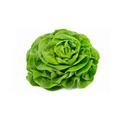 green_growers_butterhead