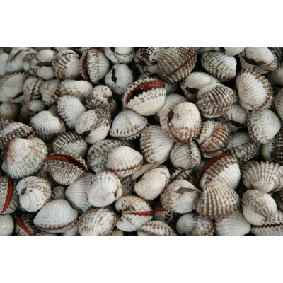 kerang-lagi